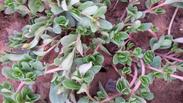 農村這30多種野草野菜，有的讓人厭惡至極，有的卻是餐桌極品