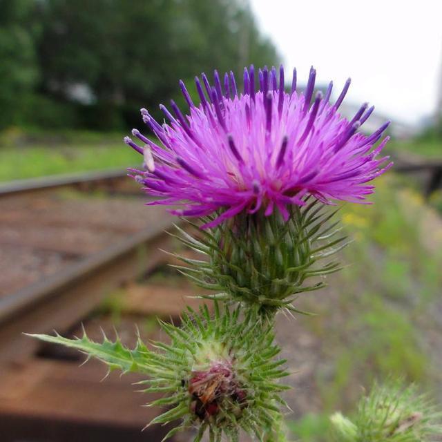 農村這30多種野草野菜，有的讓人厭惡至極，有的卻是餐桌極品