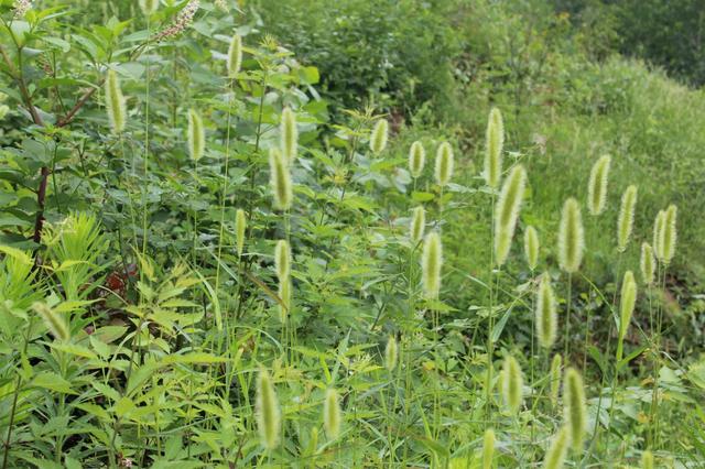 農村這30多種野草野菜，有的讓人厭惡至極，有的卻是餐桌極品
