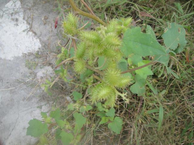 農村這30多種野草野菜，有的讓人厭惡至極，有的卻是餐桌極品