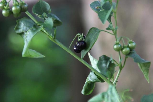 農村這30多種野草野菜，有的讓人厭惡至極，有的卻是餐桌極品