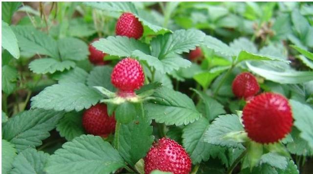 農村這30多種野草野菜，有的讓人厭惡至極，有的卻是餐桌極品