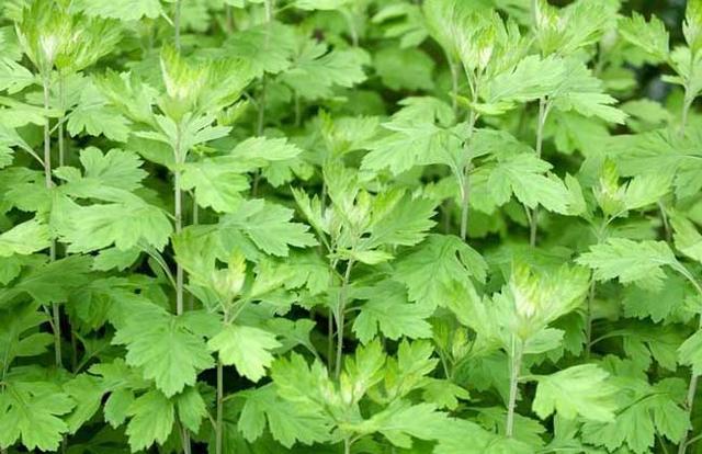 農村這30多種野草野菜，有的讓人厭惡至極，有的卻是餐桌極品