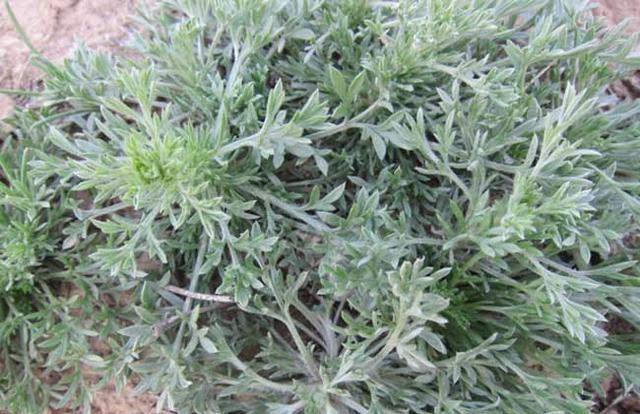 農村這30多種野草野菜，有的讓人厭惡至極，有的卻是餐桌極品