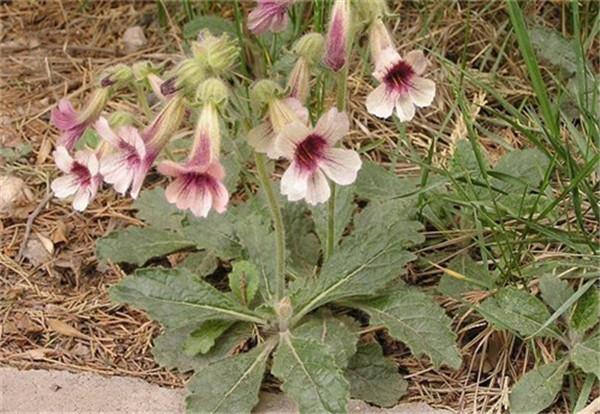 農村這30多種野草野菜，有的讓人厭惡至極，有的卻是餐桌極品