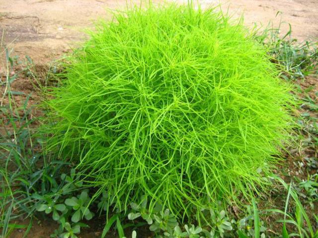 農村這30多種野草野菜，有的讓人厭惡至極，有的卻是餐桌極品