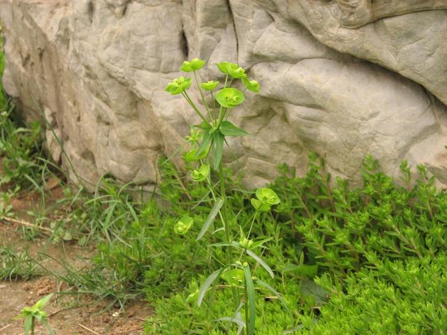 農村這30多種野草野菜，有的讓人厭惡至極，有的卻是餐桌極品