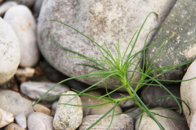 農村這30多種野草野菜，有的讓人厭惡至極，有的卻是餐桌極品