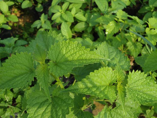 農村這30多種野草野菜，有的讓人厭惡至極，有的卻是餐桌極品