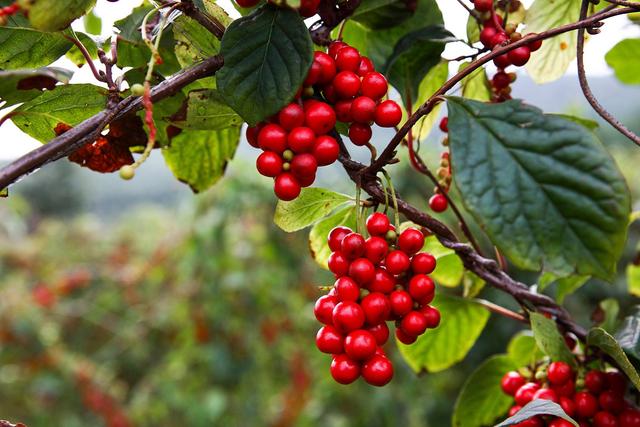 農村這30多種野草野菜，有的讓人厭惡至極，有的卻是餐桌極品
