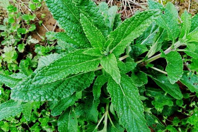 農村這30多種野草野菜，有的讓人厭惡至極，有的卻是餐桌極品