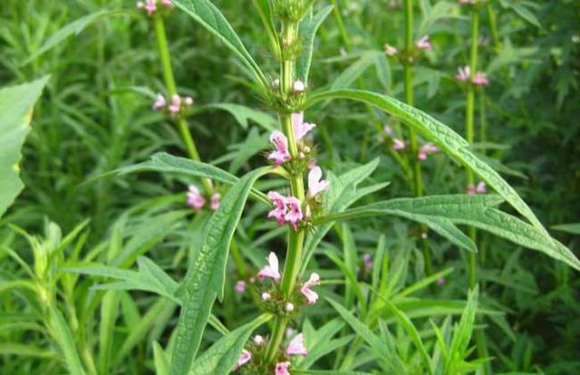 農村這30多種野草野菜，有的讓人厭惡至極，有的卻是餐桌極品