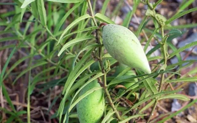農村這30多種野草野菜，有的讓人厭惡至極，有的卻是餐桌極品