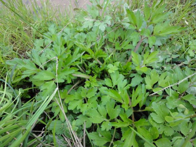 農村這30多種野草野菜，有的讓人厭惡至極，有的卻是餐桌極品