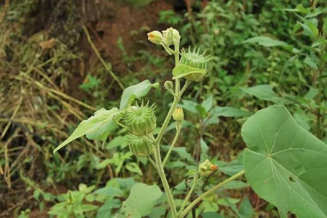 農村這30多種野草野菜，有的讓人厭惡至極，有的卻是餐桌極品