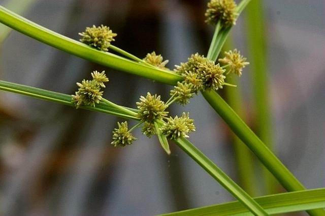農村這30多種野草野菜，有的讓人厭惡至極，有的卻是餐桌極品