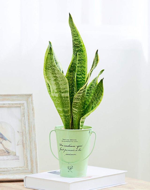 養虎皮蘭，要學會澆水，這種養花水來一點，根壯葉綠，不萎蔫！