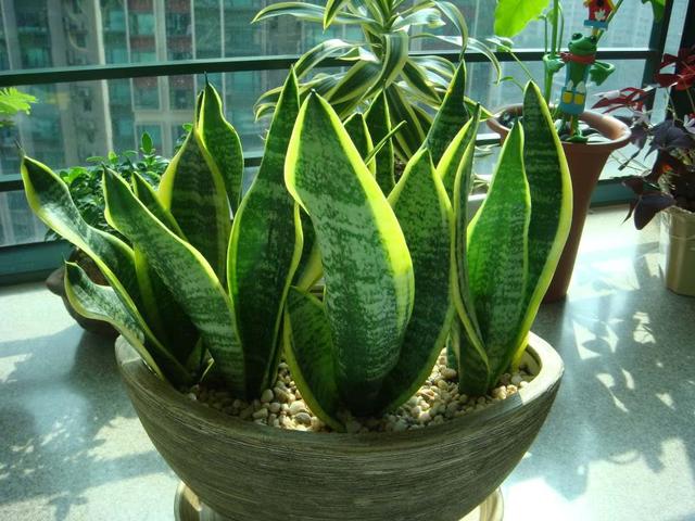 養虎皮蘭，要學會澆水，這種養花水來一點，根壯葉綠，不萎蔫！