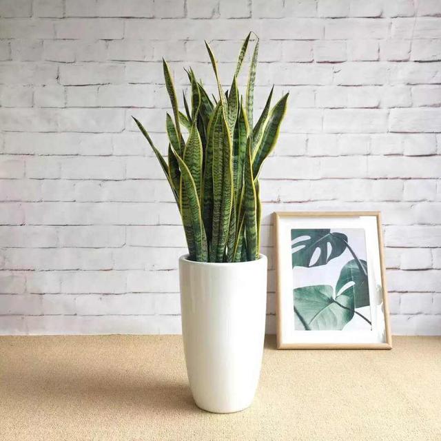 養虎皮蘭，要學會澆水，這種養花水來一點，根壯葉綠，不萎蔫！