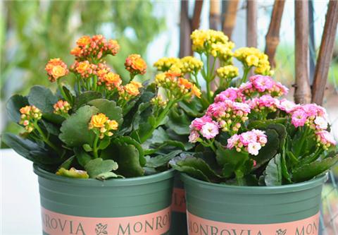 養長壽花,用幾個小妙招,一年四季都開花!