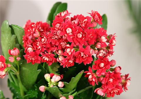 養長壽花,用幾個小妙招,一年四季都開花!