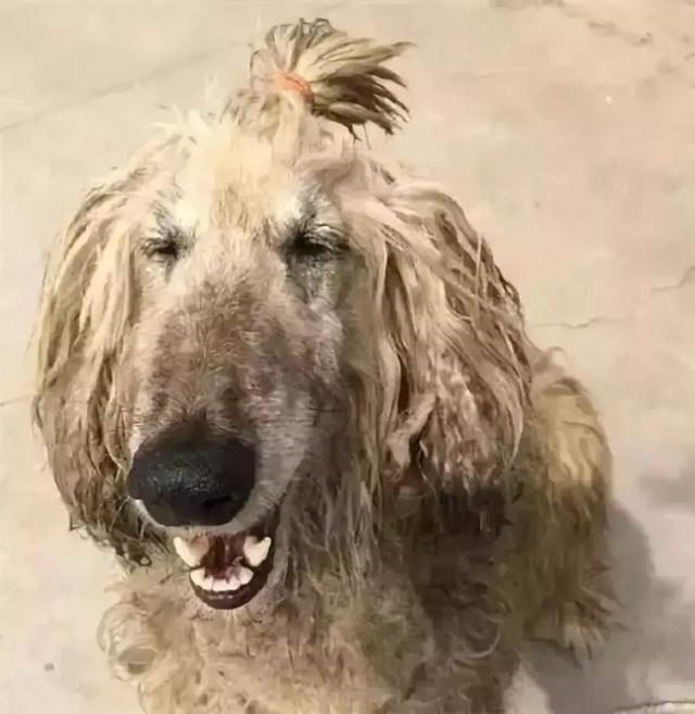 這麼拉風的阿富汗獵犬，就該被禁養