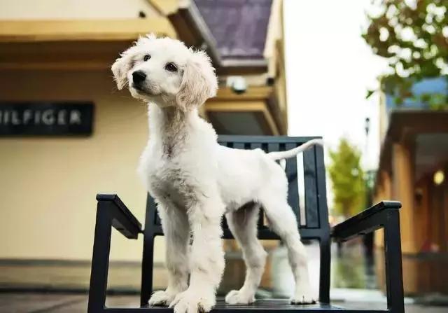 這麼拉風的阿富汗獵犬，就該被禁養