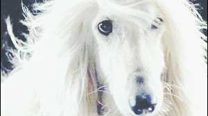 這麼拉風的阿富汗獵犬，就該被禁養