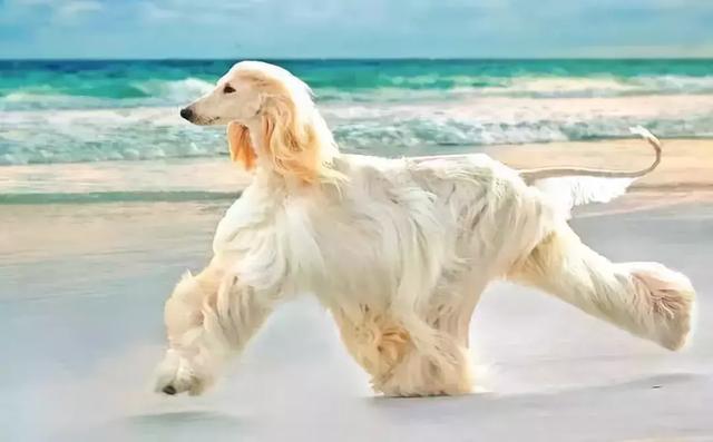 這麼拉風的阿富汗獵犬，就該被禁養