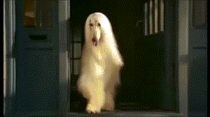 這麼拉風的阿富汗獵犬，就該被禁養