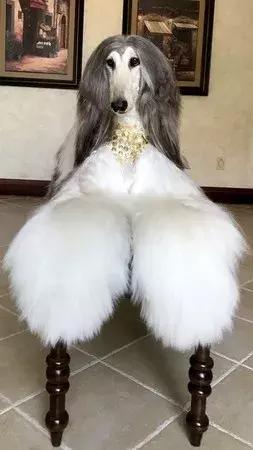 這麼拉風的阿富汗獵犬，就該被禁養