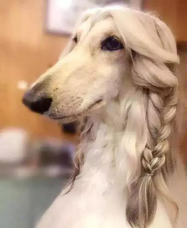 這麼拉風的阿富汗獵犬，就該被禁養