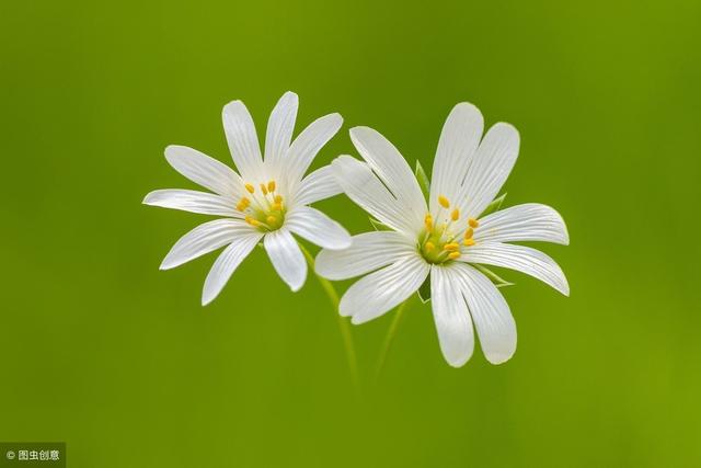 寧可平凡的低調，也不孤獨的驕傲