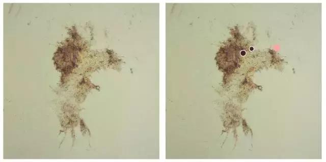 當照騙遇上插畫師，這結果太美······