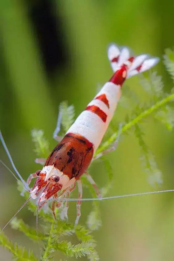 七彩龍蝦, 百年罕見! 趕緊保存
