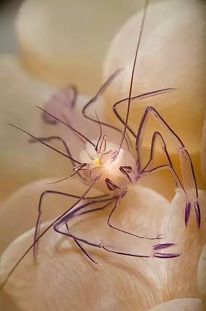 七彩龍蝦, 百年罕見! 趕緊保存