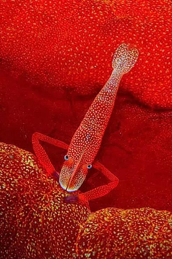 七彩龍蝦, 百年罕見! 趕緊保存