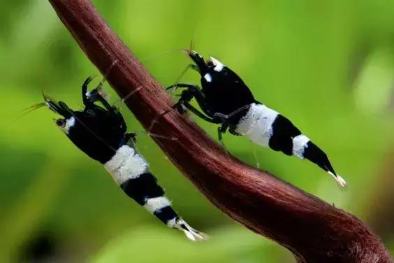 七彩龍蝦, 百年罕見! 趕緊保存