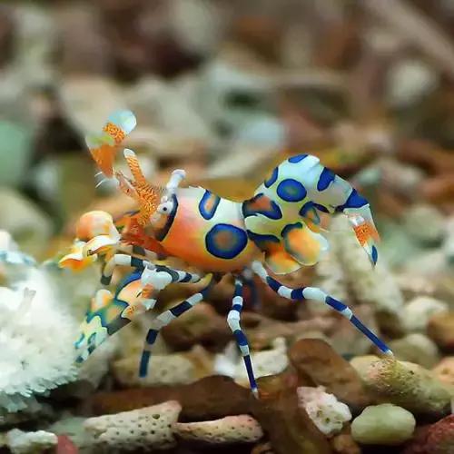 七彩龍蝦, 百年罕見! 趕緊保存