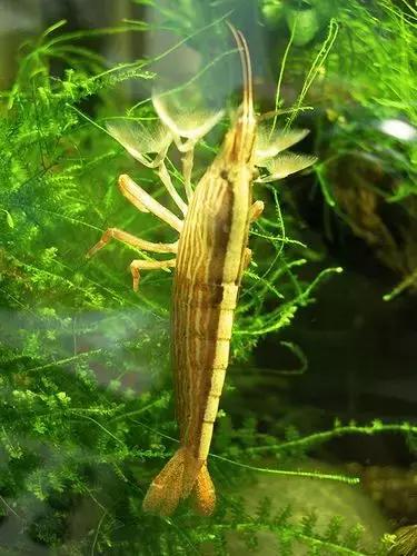 七彩龍蝦, 百年罕見! 趕緊保存