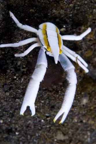 七彩龍蝦, 百年罕見! 趕緊保存