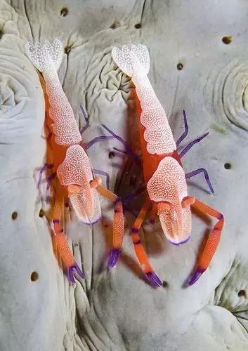 七彩龍蝦, 百年罕見! 趕緊保存