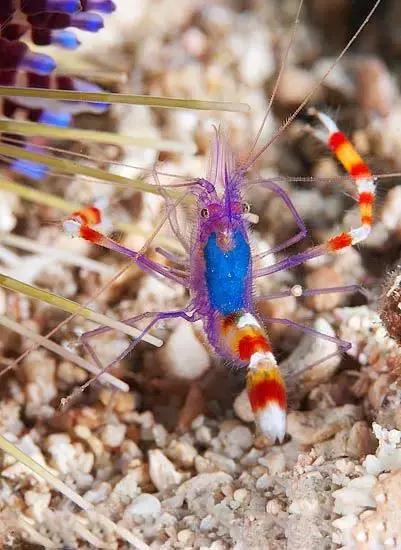 七彩龍蝦, 百年罕見! 趕緊保存