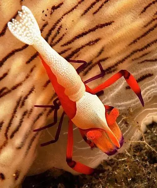 七彩龍蝦, 百年罕見! 趕緊保存