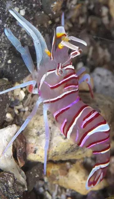 七彩龍蝦, 百年罕見! 趕緊保存