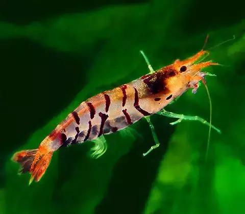 七彩龍蝦, 百年罕見! 趕緊保存