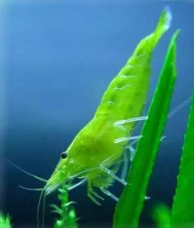 七彩龍蝦, 百年罕見! 趕緊保存