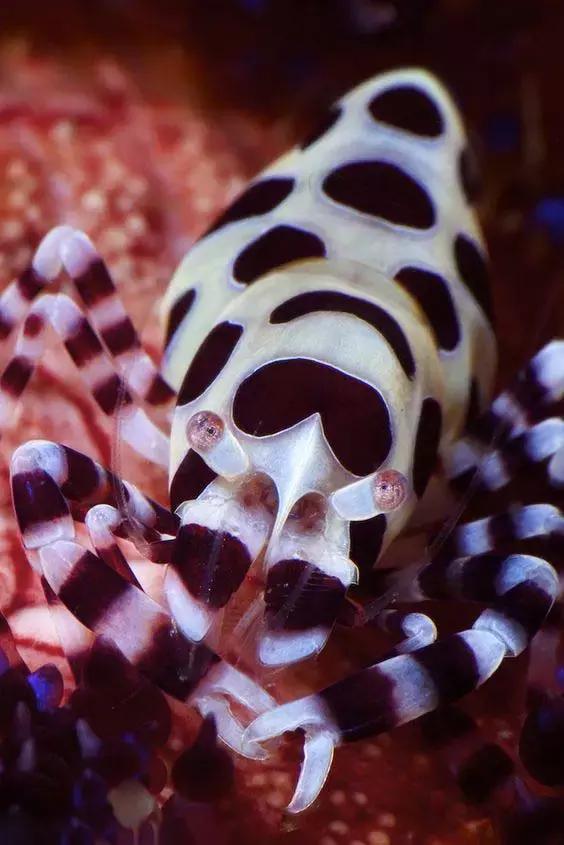 七彩龍蝦, 百年罕見! 趕緊保存