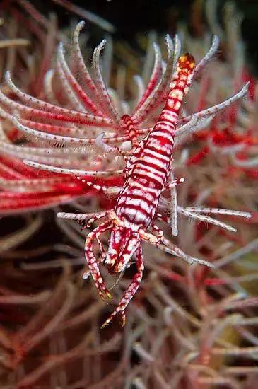 七彩龍蝦, 百年罕見! 趕緊保存