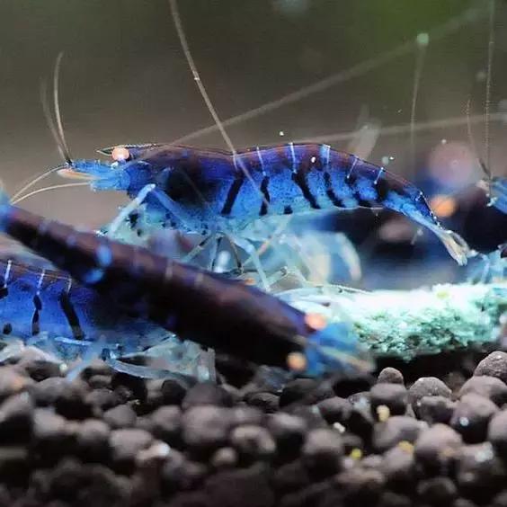 七彩龍蝦, 百年罕見! 趕緊保存